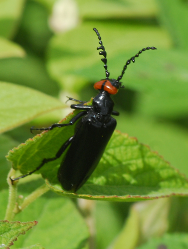 Lytta eucera