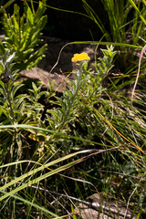 Helichrysum umbraculigerum