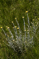 Helichrysum umbraculigerum