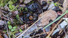 Ciborinia camelliae