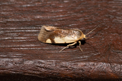 Acontia detrita