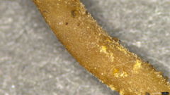 Ciborinia camelliae