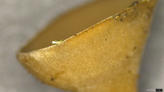 Ciborinia camelliae