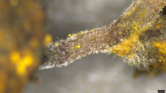 Ciborinia camelliae