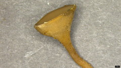 Ciborinia camelliae