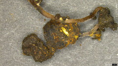 Ciborinia camelliae