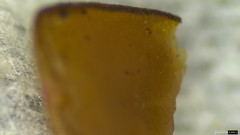 Ciborinia camelliae