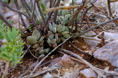 Crassula namaquensis