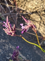 Lavandula rotundifolia image