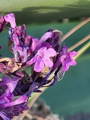 Lavandula rotundifolia image