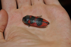 Temognatha bonvouloirii