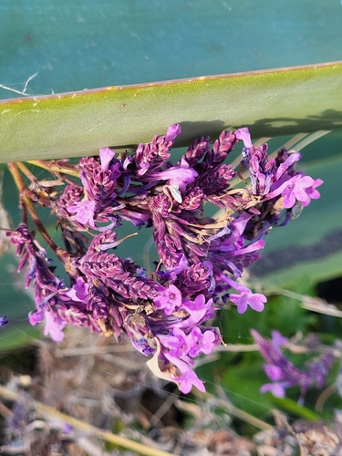 Image of Lavandula rotundifolia by (c) Jacek Pietruszewski, some rights reserved (CC BY)