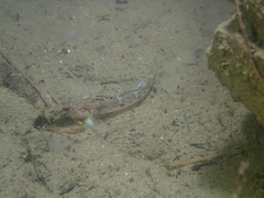 Pomatoschistus pictus