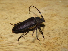 Cnemoplites prionoides