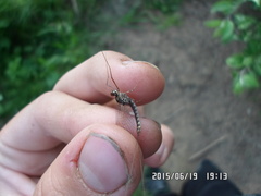 Siphlonurus alternatus