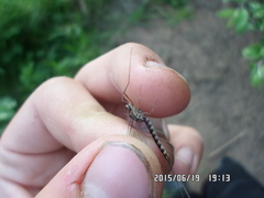 Siphlonurus alternatus