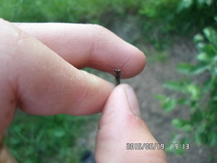 Siphlonurus alternatus