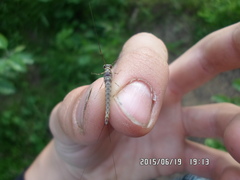 Siphlonurus alternatus