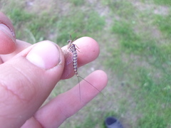 Siphlonurus lacustris