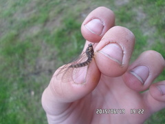 Siphlonurus lacustris