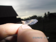 Siphlonurus lacustris