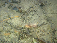 Pomatoschistus pictus