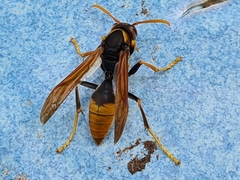 Polistes tepidus