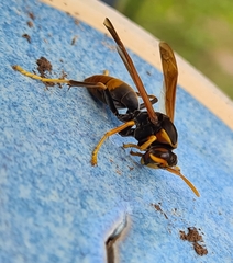 Polistes tepidus