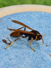 Polistes tepidus