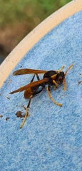 Polistes tepidus