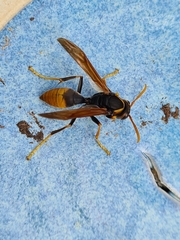 Polistes tepidus