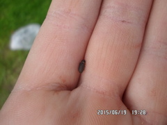 Hadrobregmus pertinax