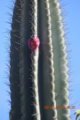 Cereus