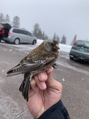 Leucosticte tephrocotis littoralis