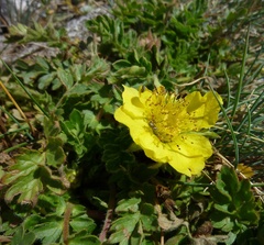 Geum reptans