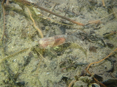 Pomatoschistus pictus