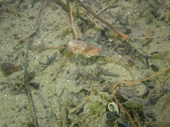 Pomatoschistus pictus