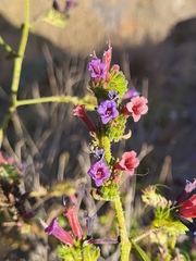 Echium stenosiphon