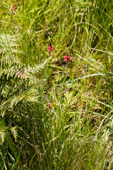 Indigastrum fastigiatum