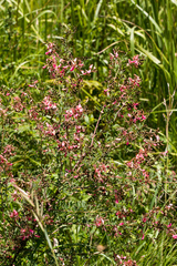 Indigofera tristis