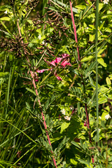Indigofera tristis