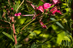 Indigofera tristis