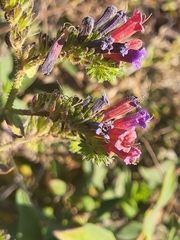 Echium stenosiphon