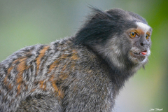 Callithrix penicillata