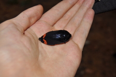 Temognatha mnizechii