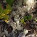 Maritime Reindeer Lichen - Photo (c) Coley Cheng, some rights reserved (CC BY-NC-SA)