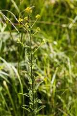 Nidorella auriculata