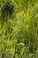 Nidorella auriculata