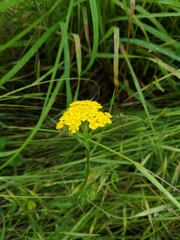 Achillea tomentosa