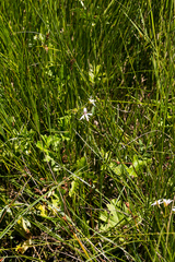 Ciconium